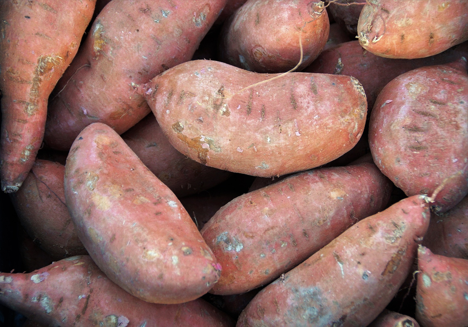 Growing Sweet Potatoes in Containers: How to Do It Right